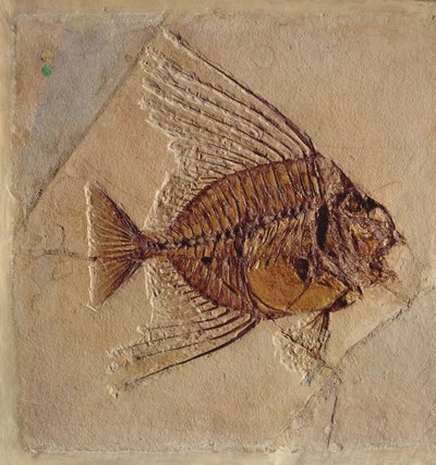 Poisson (fossile) - Prehistoric